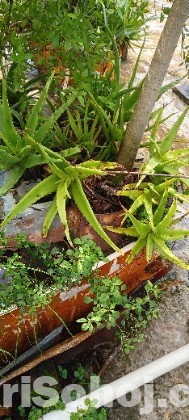 এলোভেরা